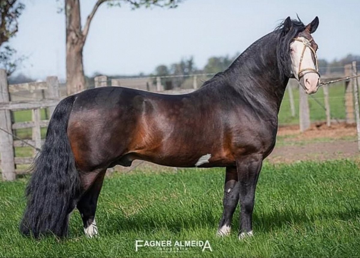 ÍNDIO VALENTE DE SANTA EDWIGES (Cota de 2,5%)