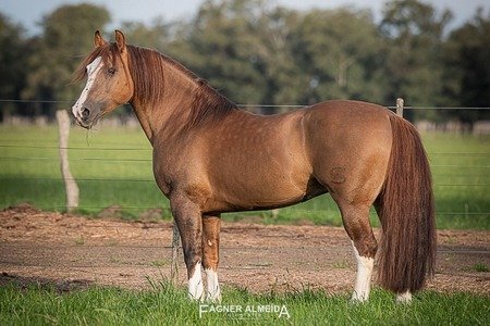 AS MALKE TORMENTO-TE