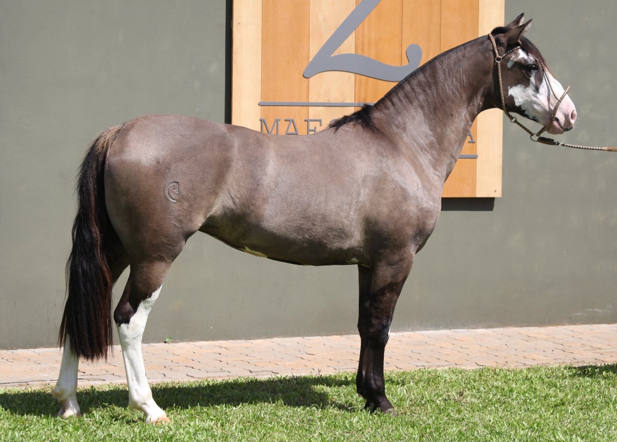 MAESTRANZA JERUSALÉM