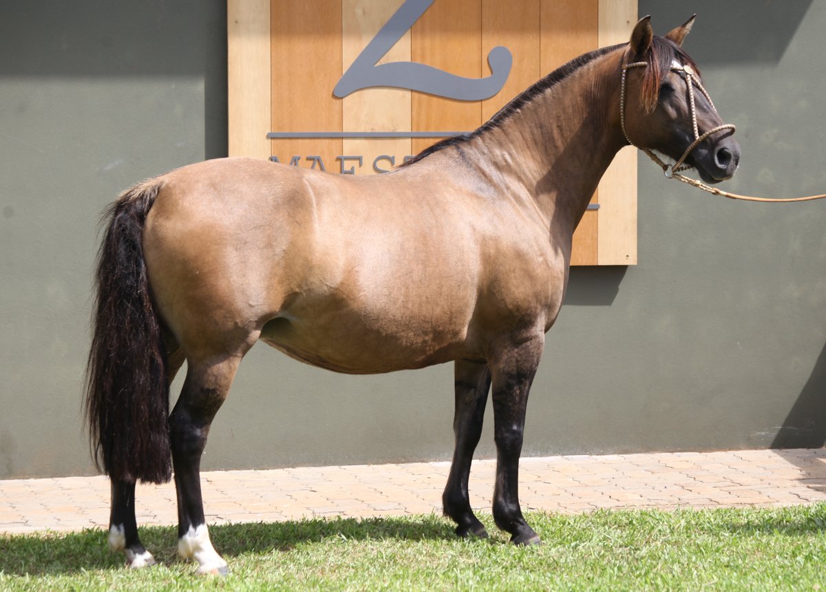 JOVENCITA DA CABANHA SANTA FÉ
