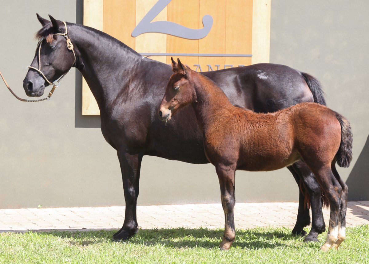 CARAMBA DE SANTA EDWIGES