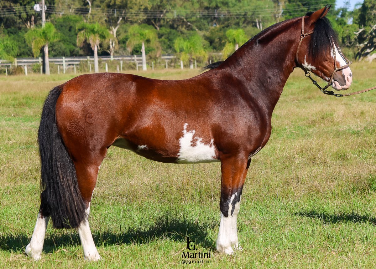 UMA CANÇÃO DA ALIANÇA