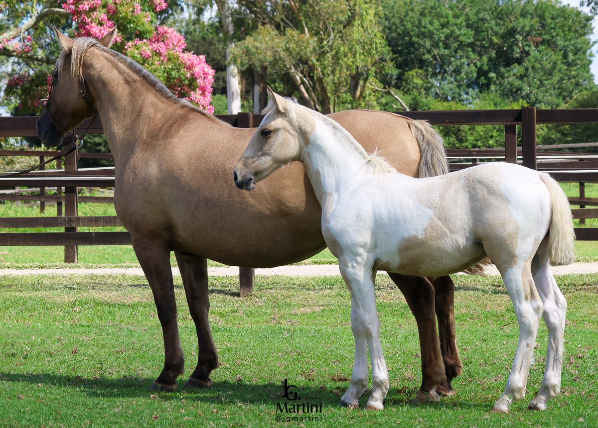 IGUALITA DA ALIANÇA