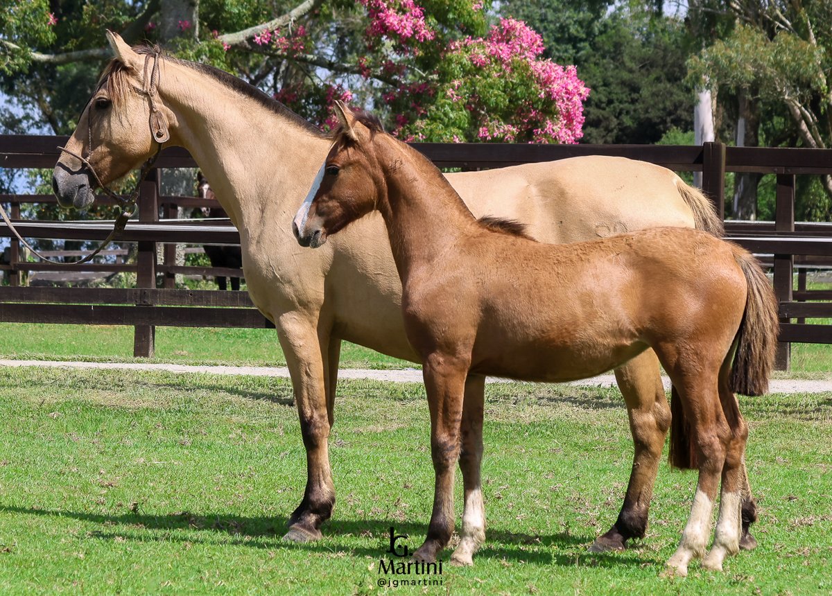 FIGUEIRA DA ALIANÇA