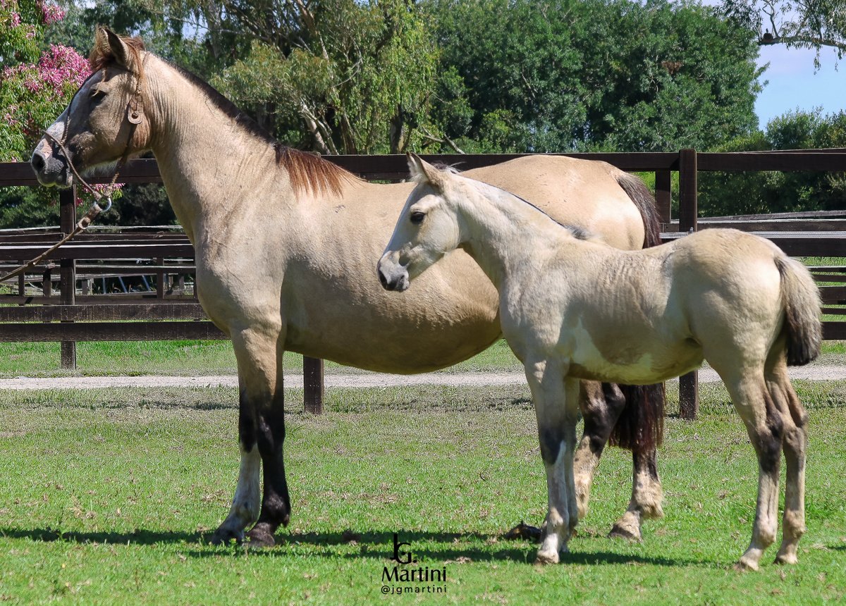 GAÚCHA DO RANCHO ALEGRE