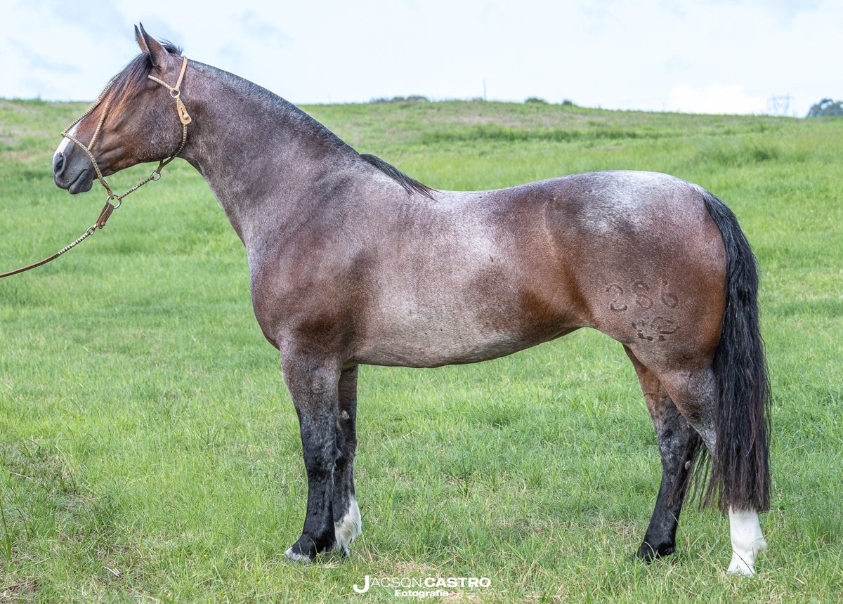 VIRAGRO ASI TE QUIERO