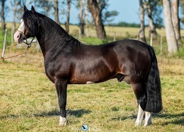 ÍNDIO VALENTE DE SANTA EDWIGES