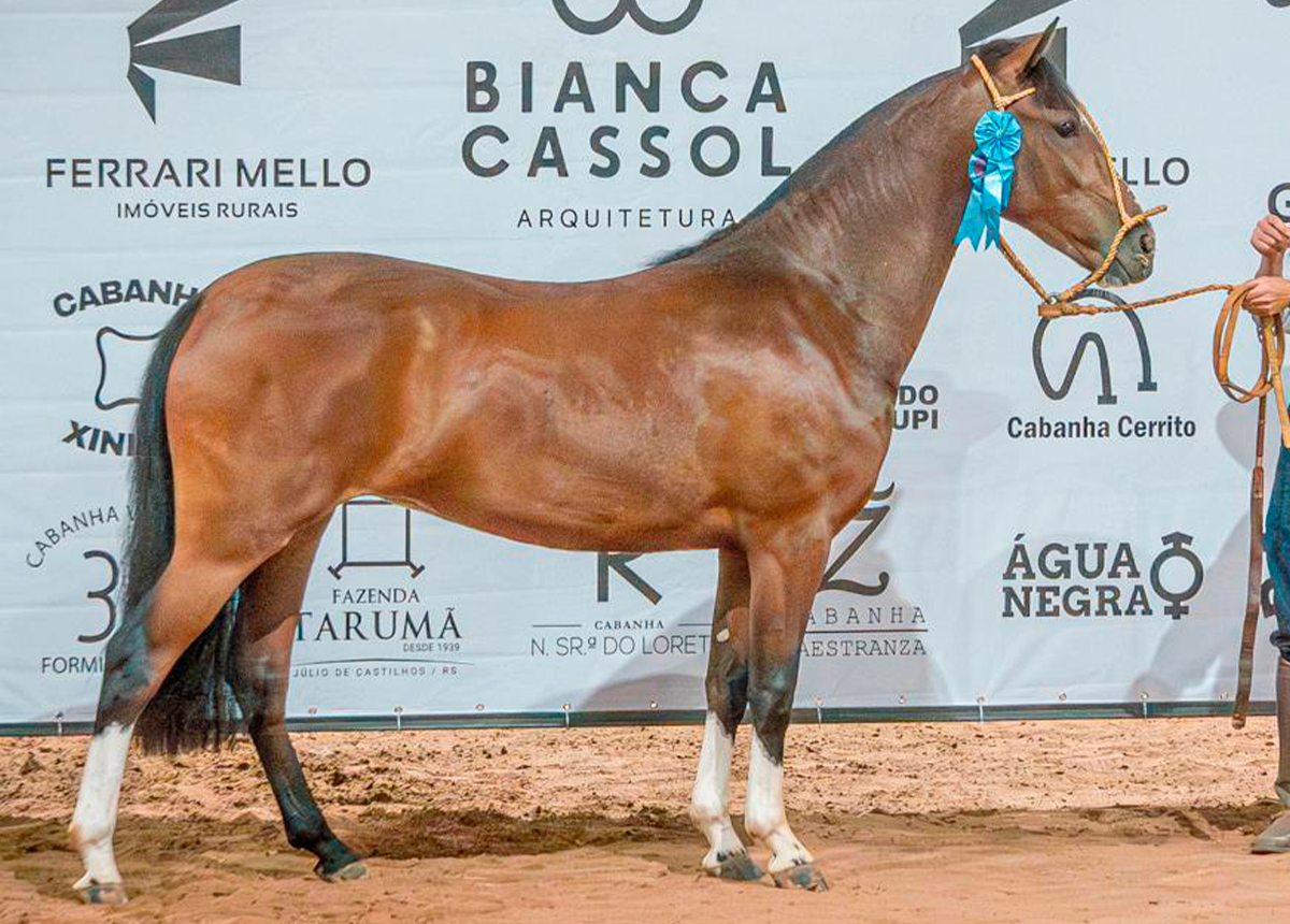 ANA TERRA DA RIO SERRANO 