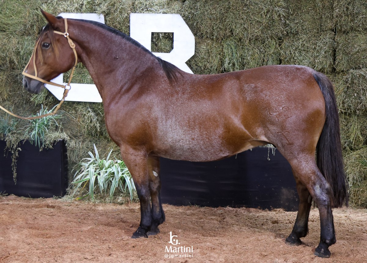 FINA FLOR DA TAROBÁ