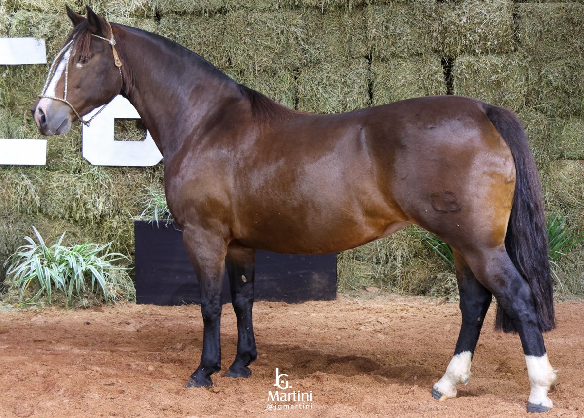 GULODÍCIA II DO ITAÓ