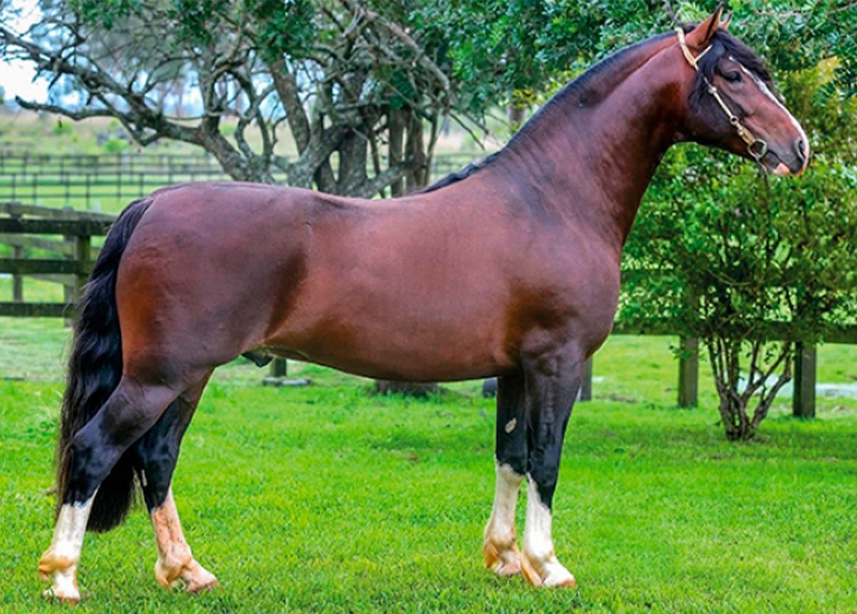 04 COTAS DE 2,5%  - DON GONÇALO MELCHOR