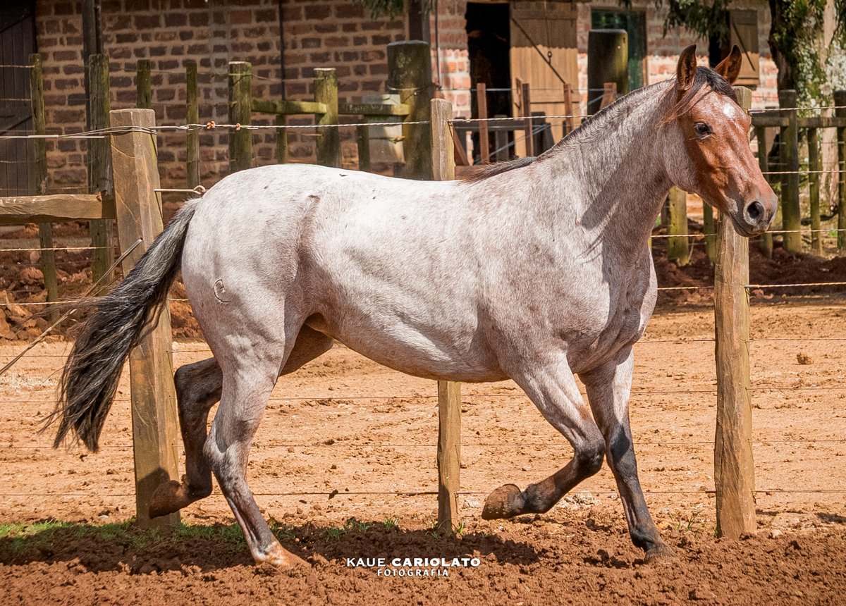 GT QUINCHA DO RANCHO
