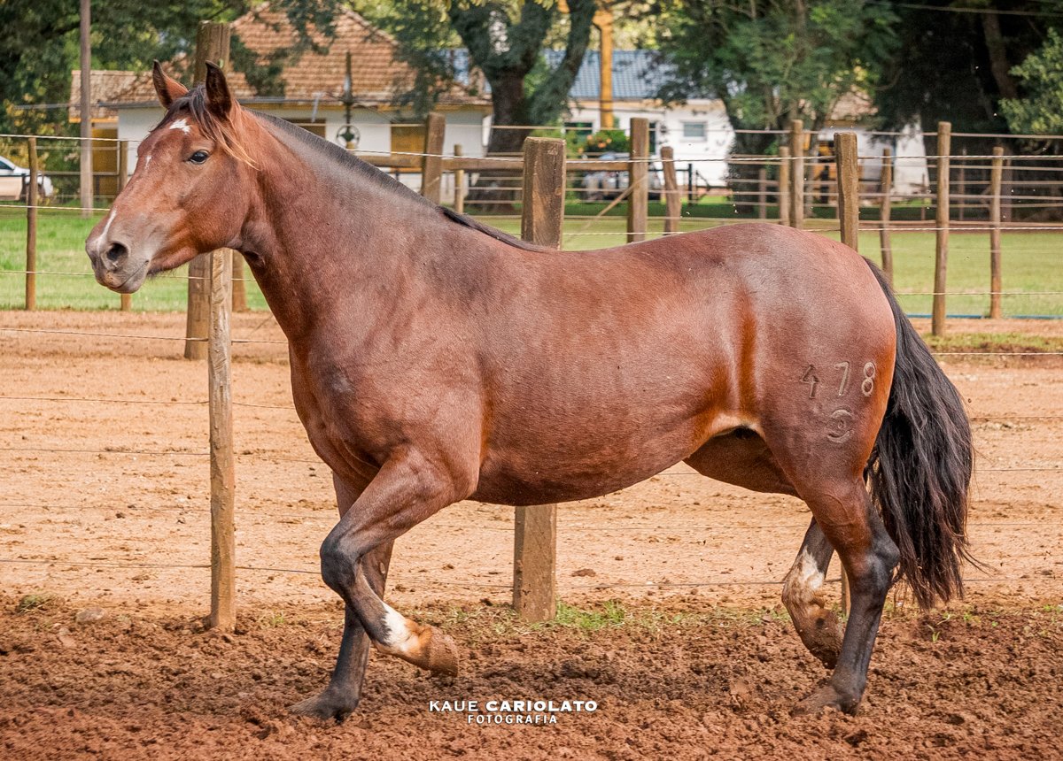 GT PONTA DE LANÇA