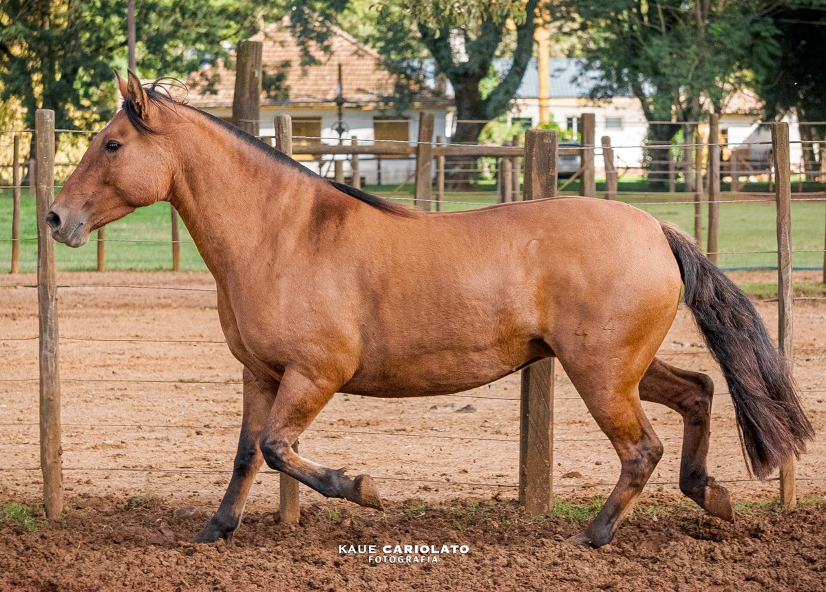 GT OCASIÃO