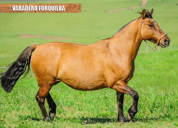 VARADERO FORQUILHA