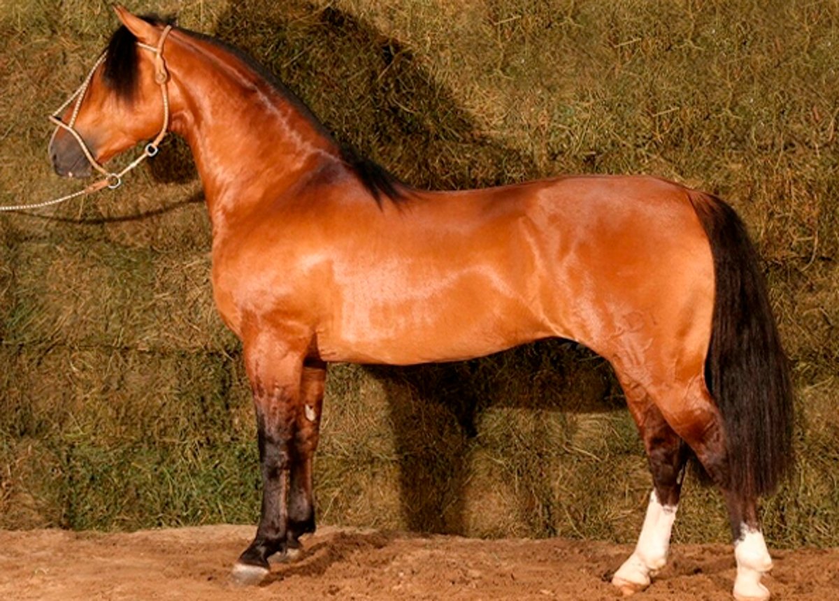 BASCO ENCANTO