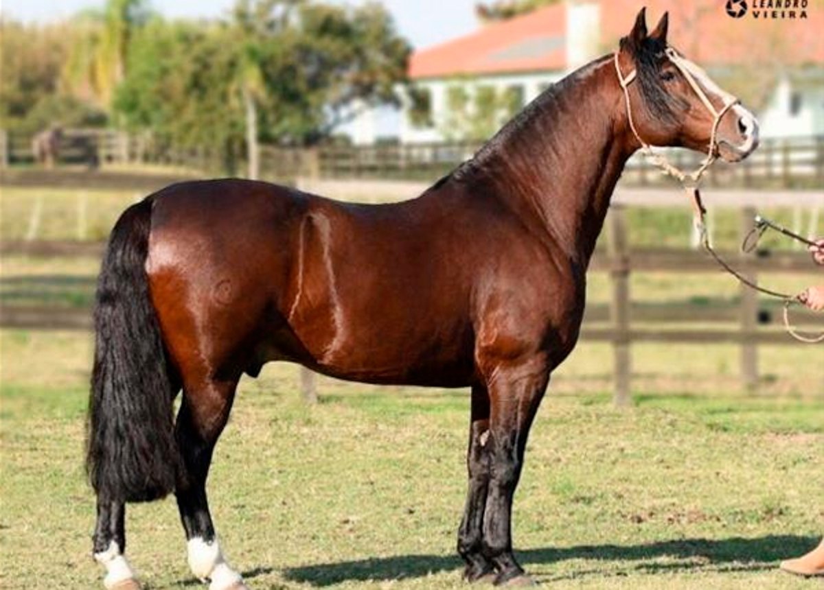 GALO DE SANTA EDWIGES