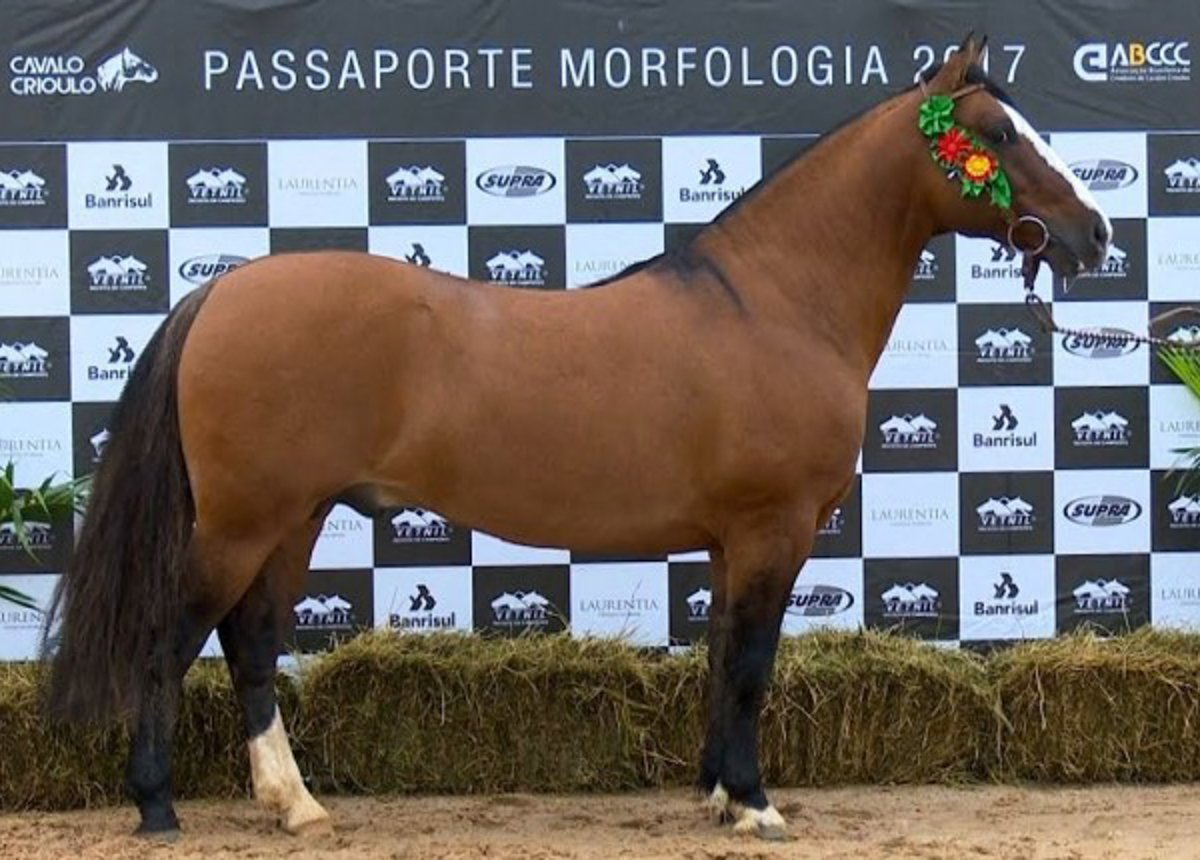 JUSTICEIRO DA CABANHA SANTA FÉ