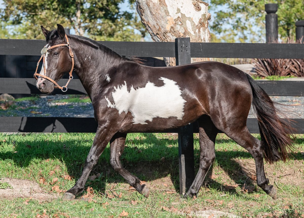 LANÇA NEGRA 136 DA LPW