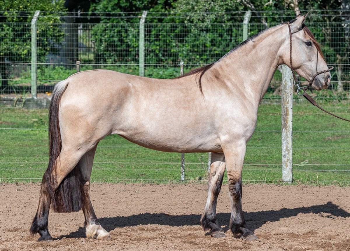 GUAPURUMA ZARINA