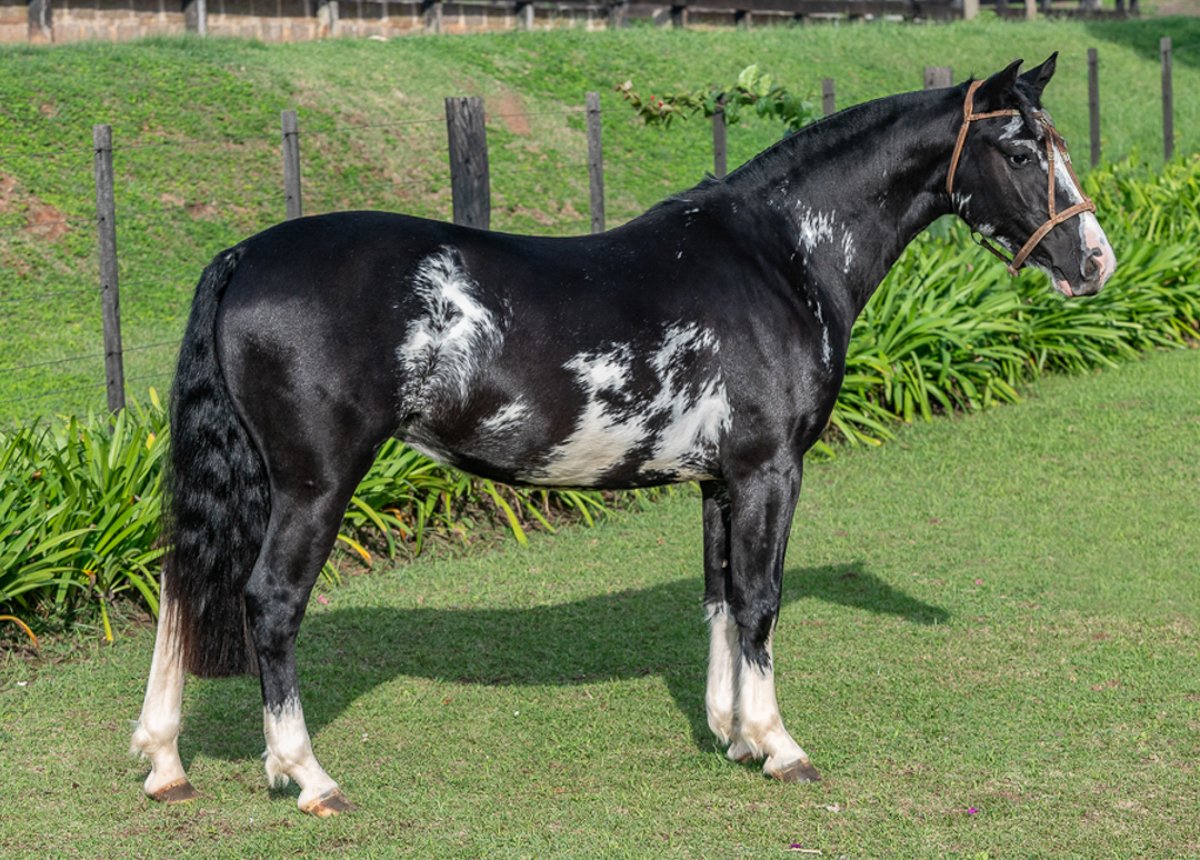 LA BELLA NEGRA 131 DA LPW