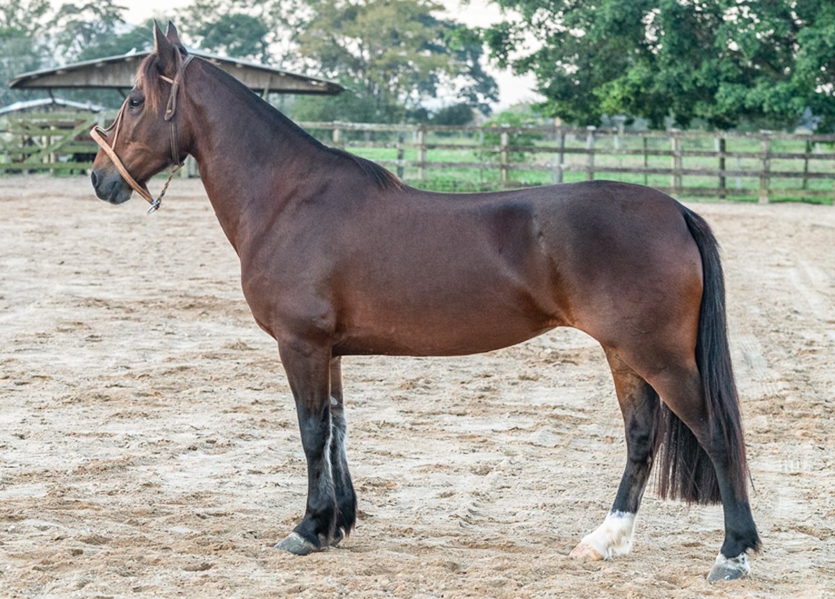 CAWALL PÉROLA NEGRA