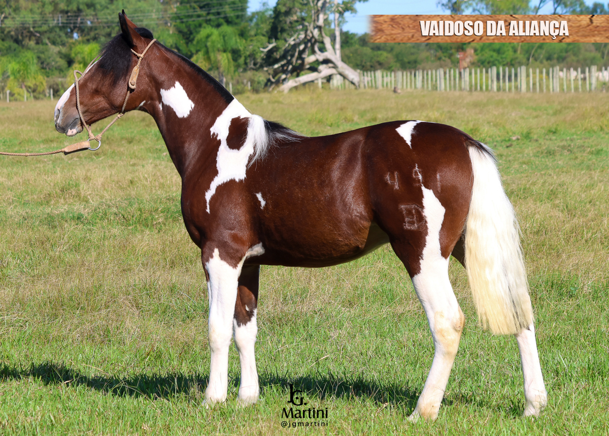 VAIDOSO DA ALIANÇA