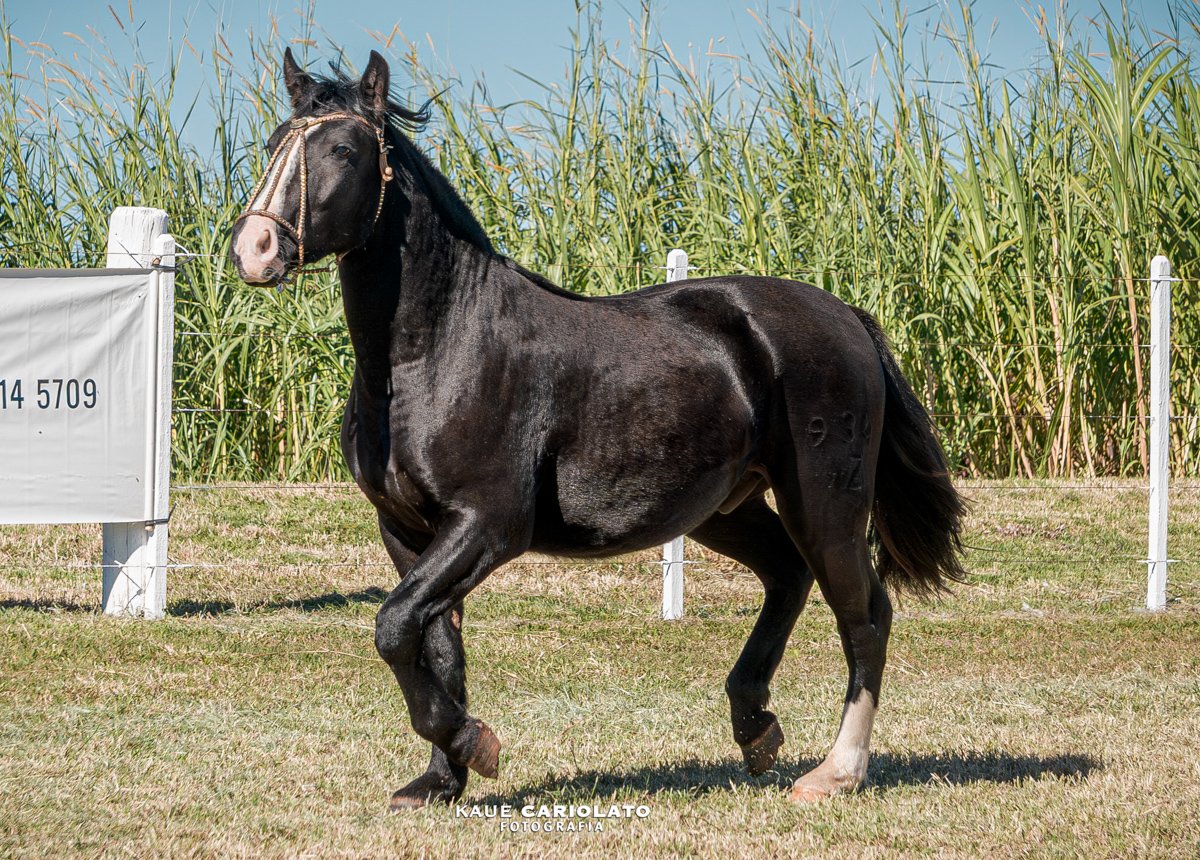 NZ CARRASCO
