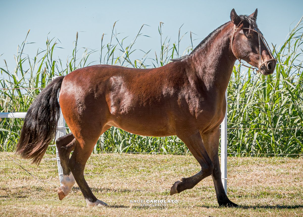 NZ CHIMANGO