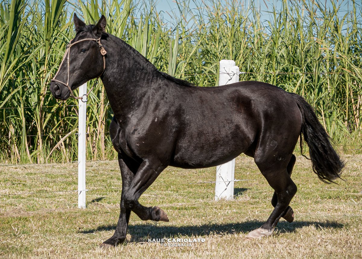 NZ CAFAJESTE
