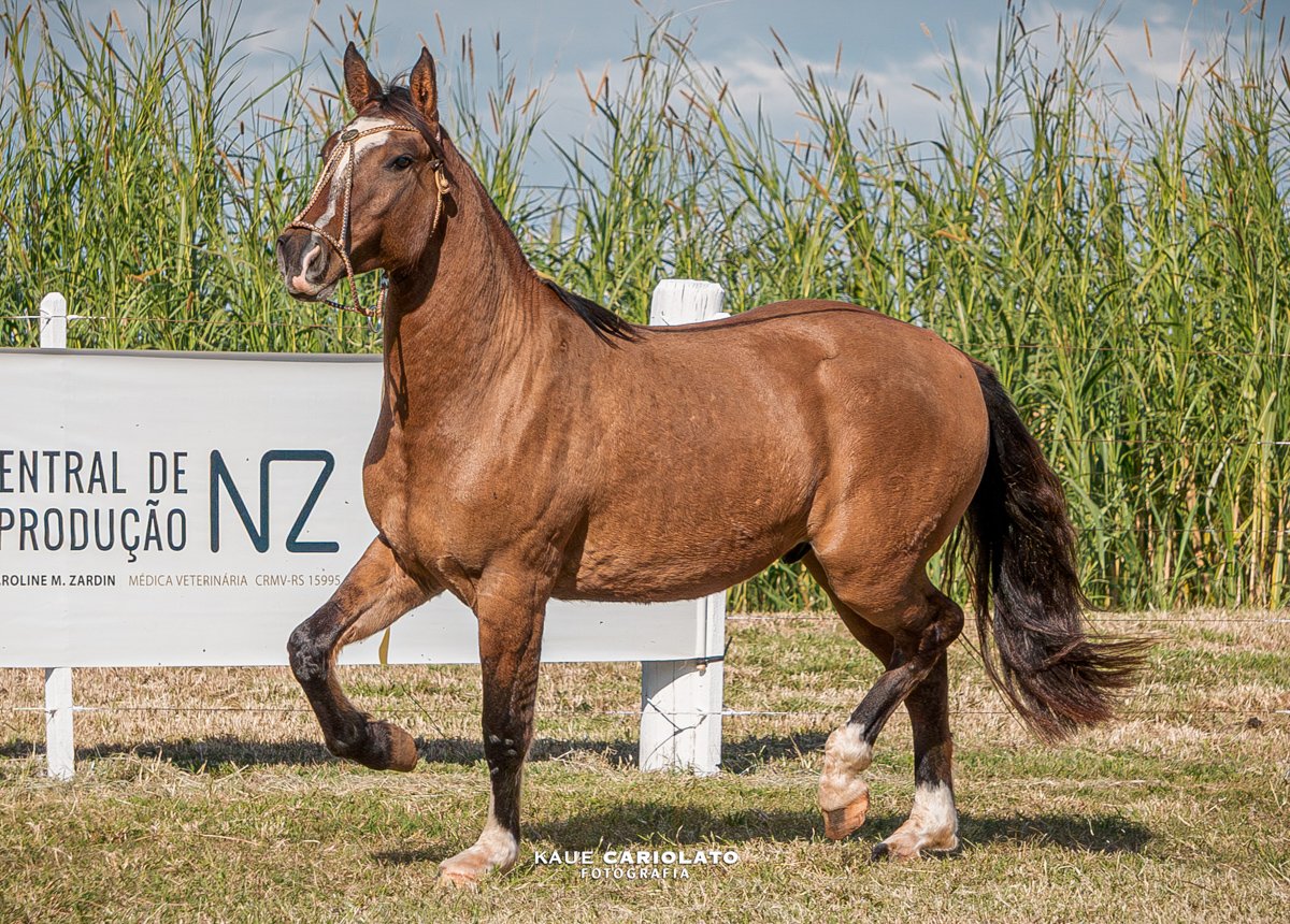 NZ CIMARRON