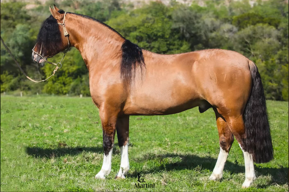 ÓPIO DA BARAÚNA