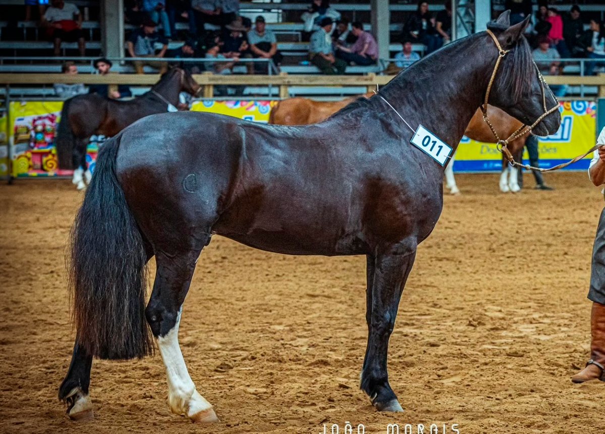 ORO NEGRO 108 NOMBRADO