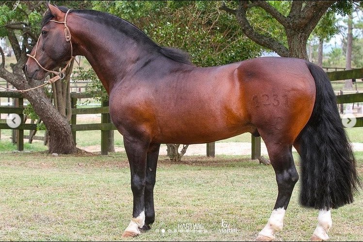 NOCHERO CATALEJO 
