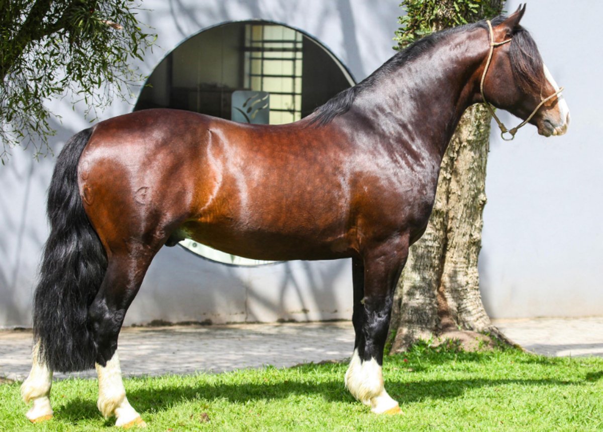 BASCO VALE QUATRO