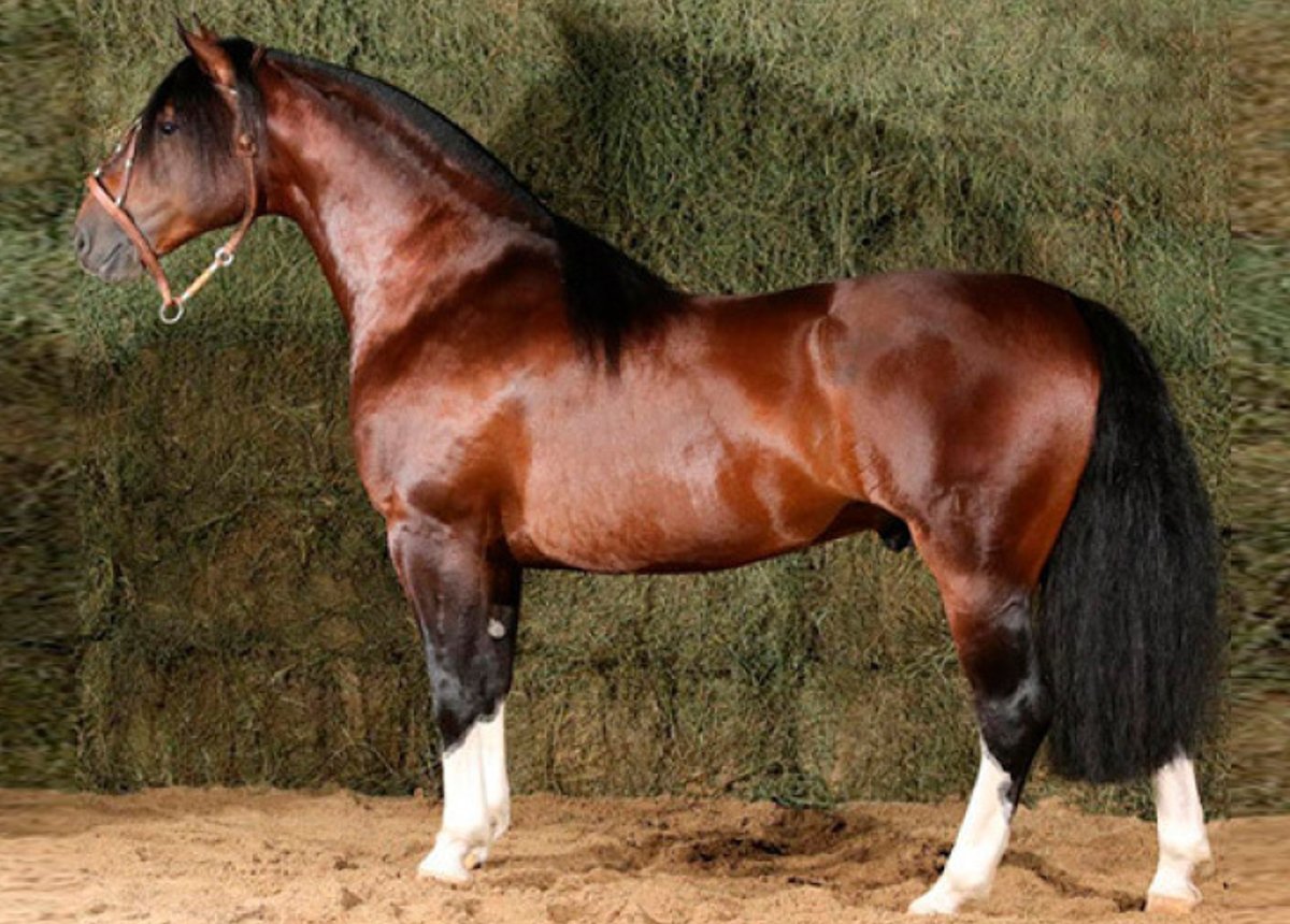 BASCO VENENO