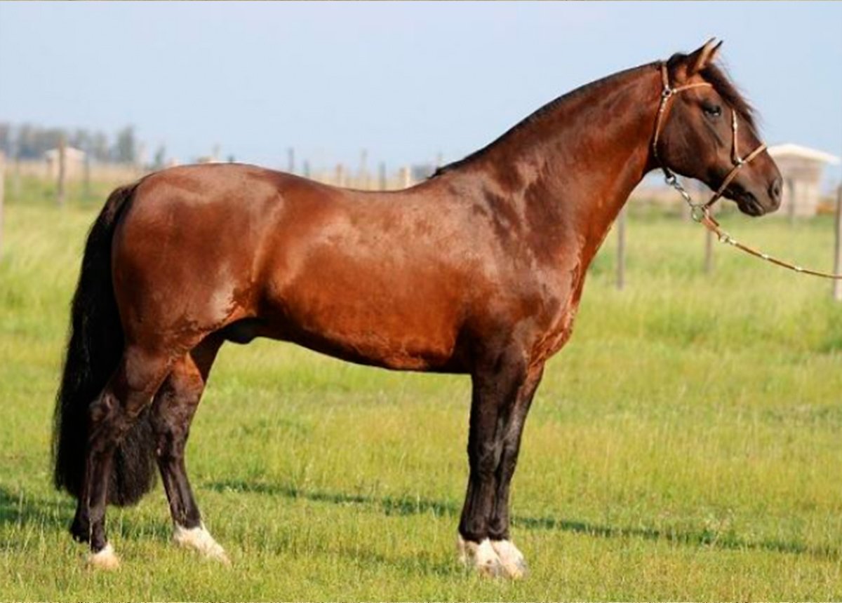 GOLILLA PATRON
