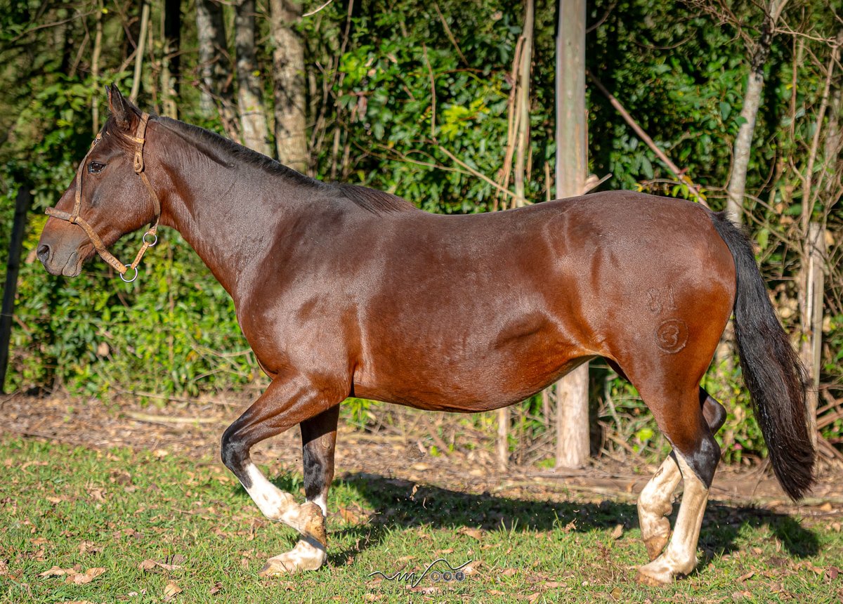 BRUCH IGUARIA