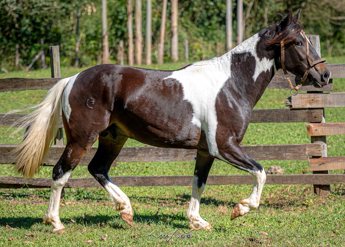 XASQUE DO VALE CAMPEIRO