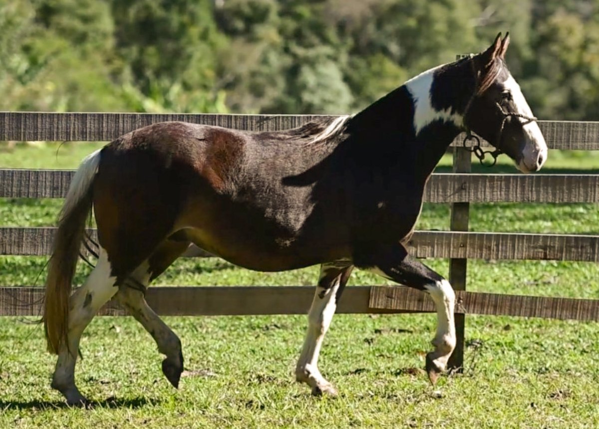 ESTAMPA NATIVA BUENACHO