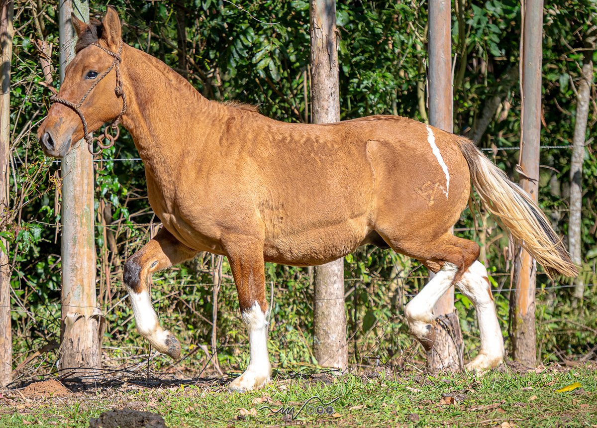 ZORZAL DO VALE CAMPEIRO