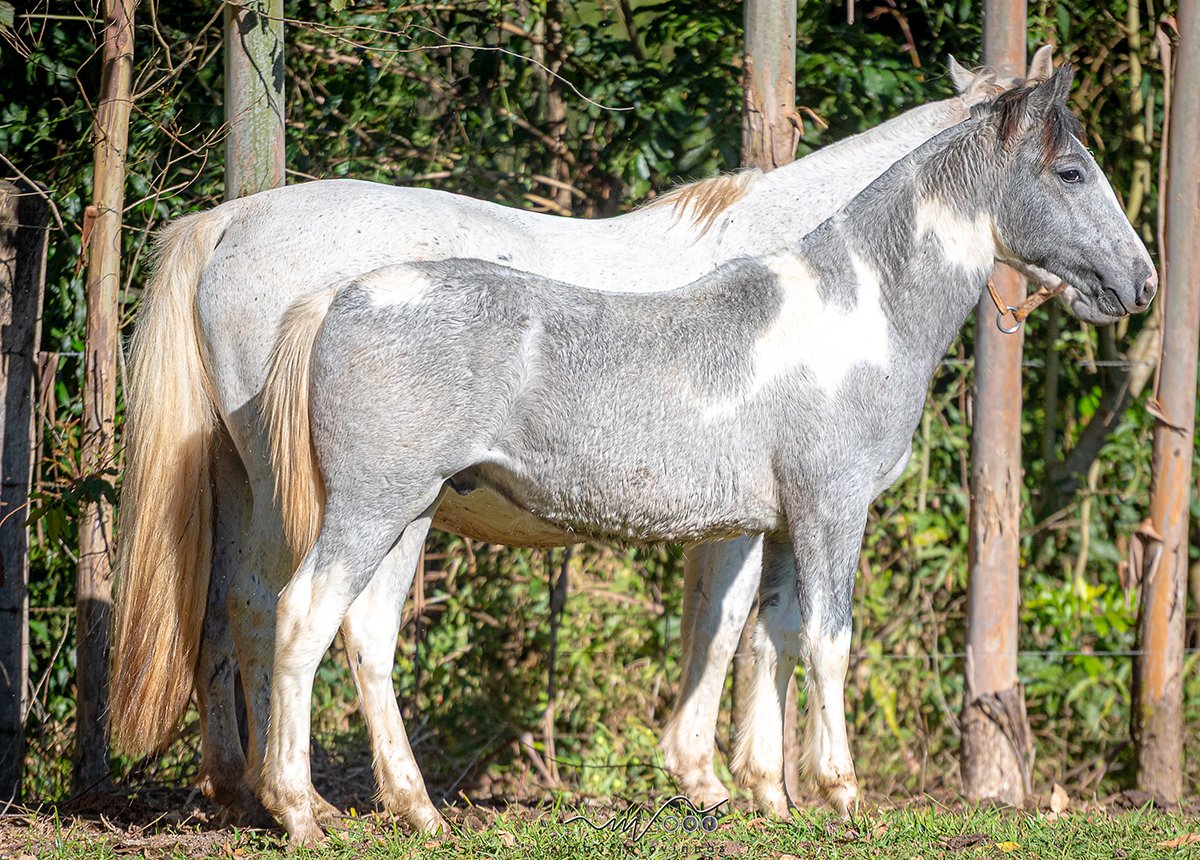 LIDA CAMPEIRA DA SÃO JANUÁRIO