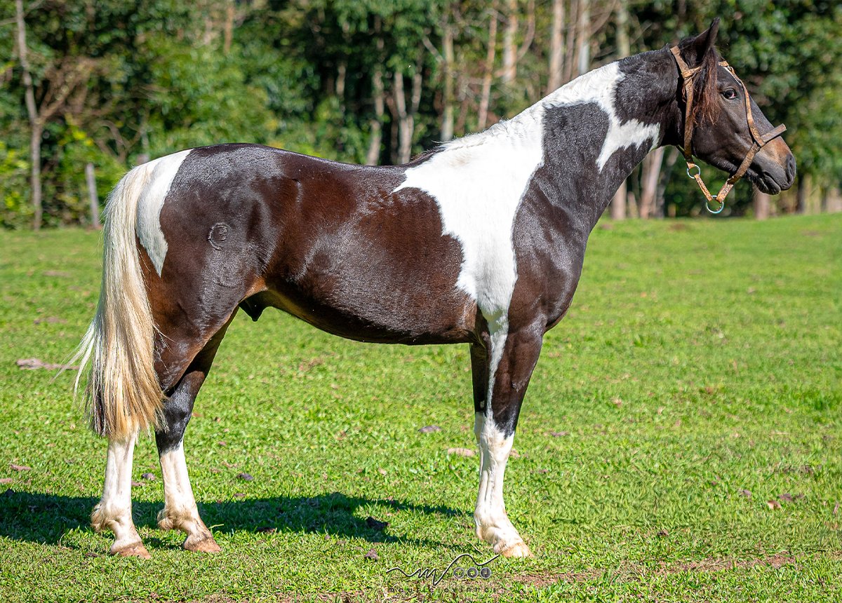 XASQUE DO VALE CAMPEIRO