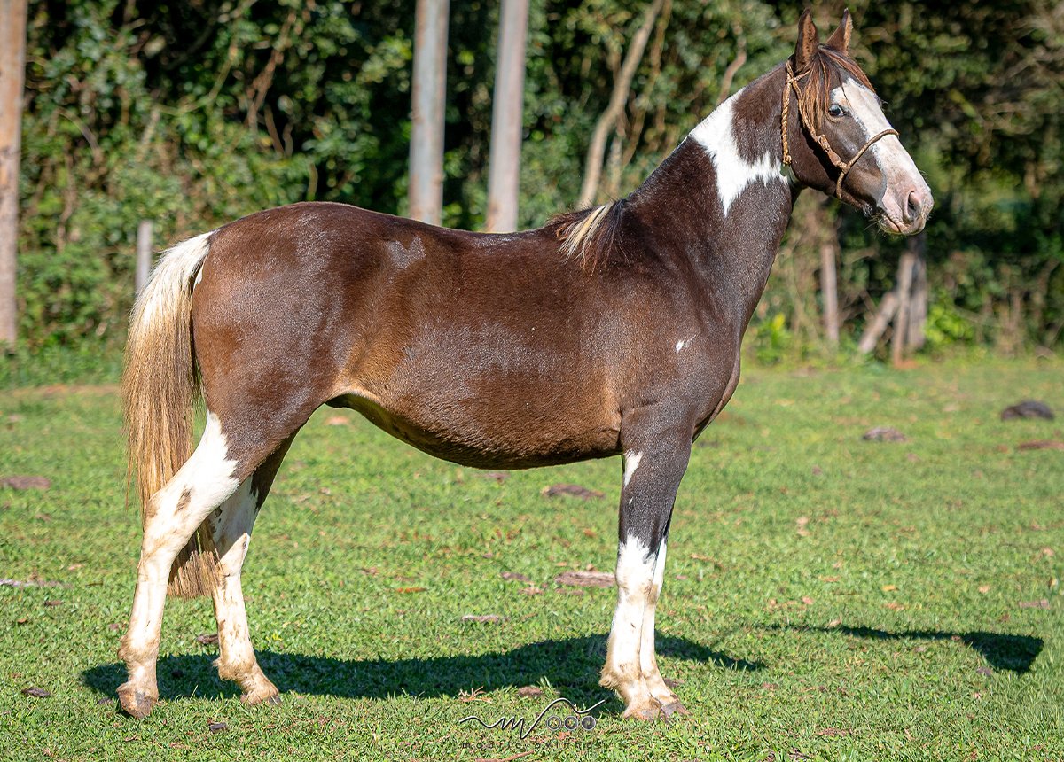ESTAMPA NATIVA BUENACHO