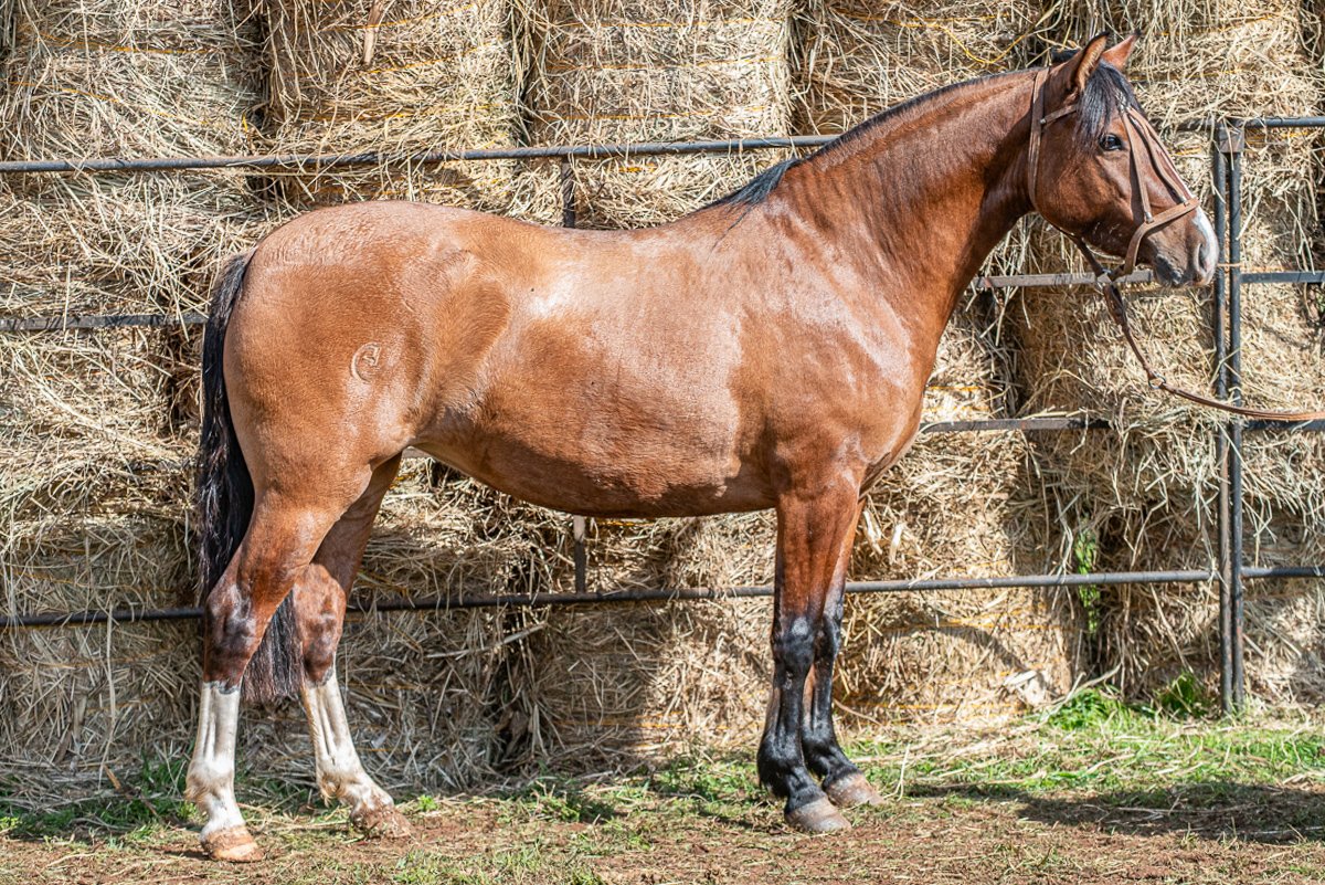 VENERANDA D'ORNELLAS