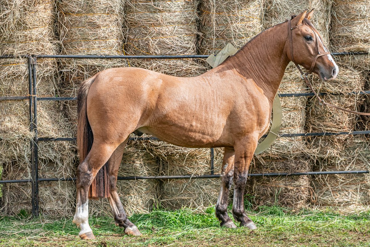 XIMANGO MATREIRO D'ORNELLAS