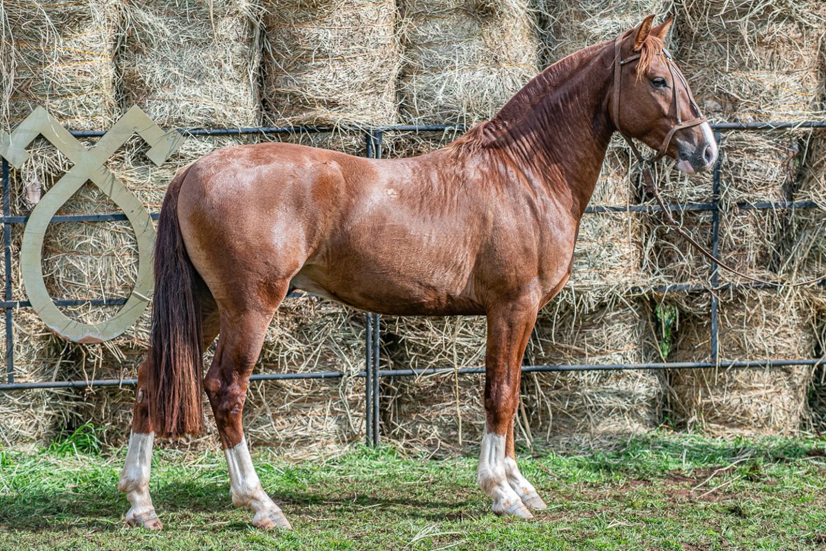 XINGÚ D'ORNELLAS