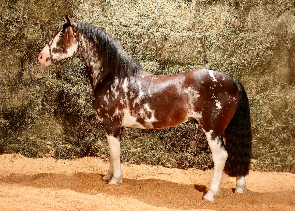 DOÑA EUFEMIA DESEADO