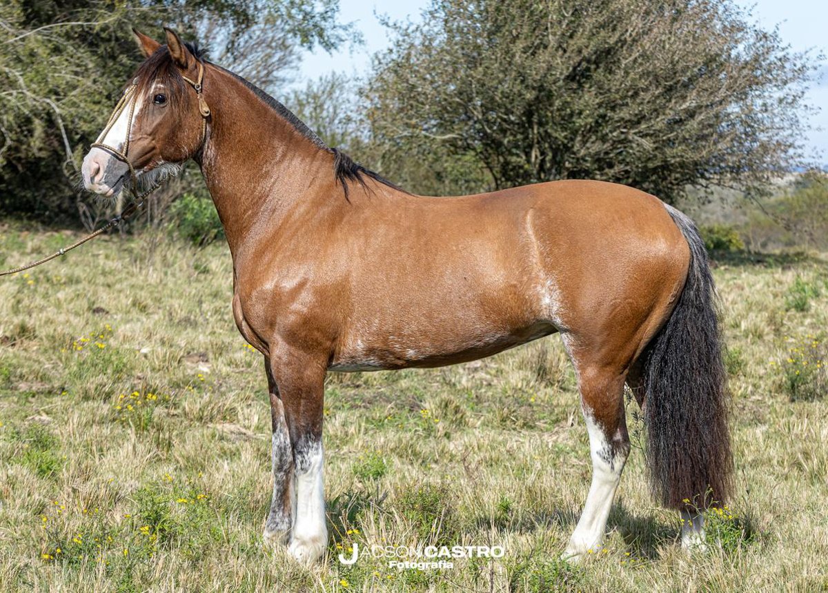 RONDA MALEVA GOIABADA