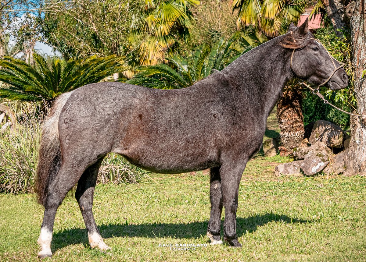 LUA PRATIADA EQUADOR DO PARQUE